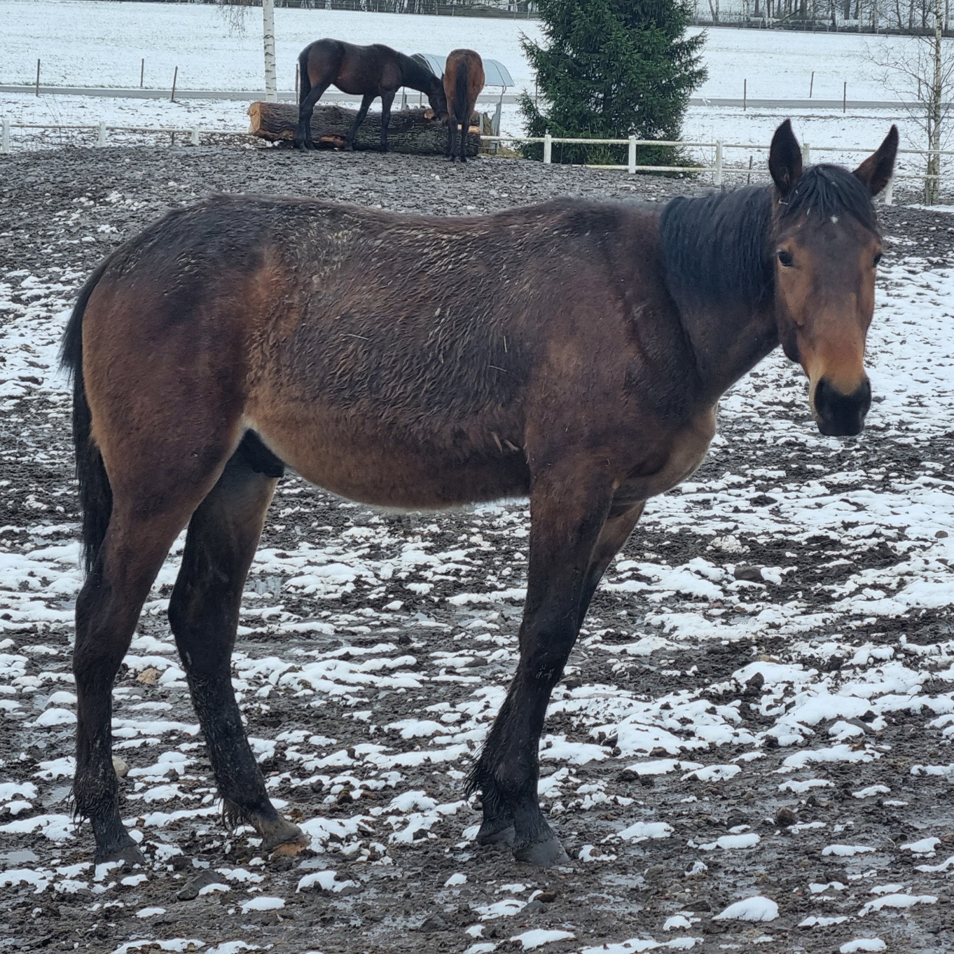 Bankomat-Helvin-